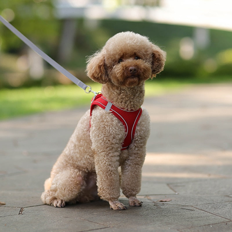 🐾 "Passeggiata da Star – Set Pettorina & Guinzaglio per Cagnolini Stilosi!"